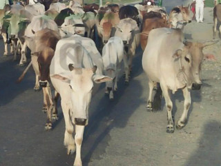 किसानलाई छाडा चौपायाबाट बाली जोगाउनै मुस्किल