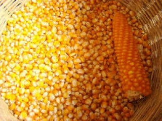 किसानलाई मकैको बीउ वितरण