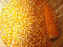 किसानलाई मकैको बीउ वितरण