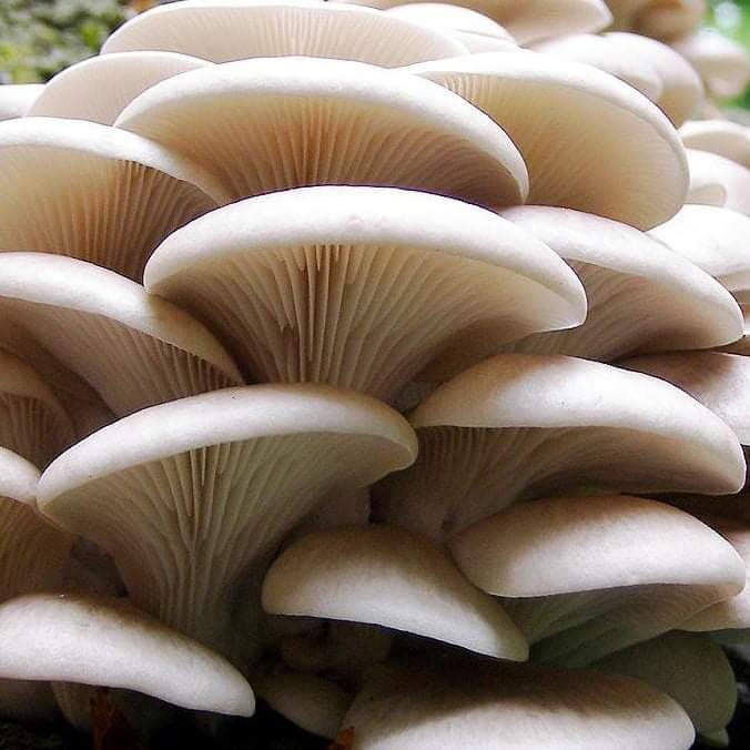 सैद्धान्तिक अध्ययन,  व्यवसायिक रुपमा विद्यालय मै च्याउ खेती