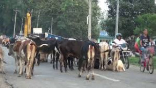 छाडा पशु चौपायाबाट किसानलाई बाली जोगाउन मुस्किल