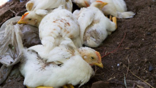 काठमाडौँको ३ फर्ममा बर्डफ्लू पुष्टि,  कुखुरा र अन्डा नष्ट