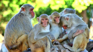 आर्थिक संकटबाट गुज्रिएको श्रीलंकाले १ लाख बादर चीनमा निकासी