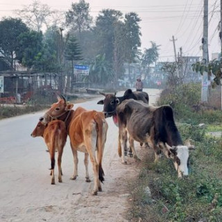 बेवारिसे गाईबाच्छा संरक्षणका लागि गोरक्ष महायज्ञ