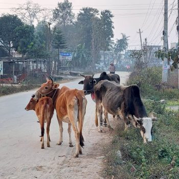 बेवारिसे गाईबाच्छा संरक्षणका लागि गोरक्ष महायज्ञ