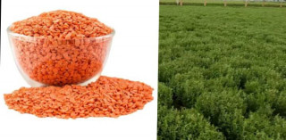 नेपालमा मसुरोको खेतीको सम्भावना र अवसर