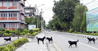 सिंहदरबारभित्र २५० वटा कुकुर रहेको अनुमान