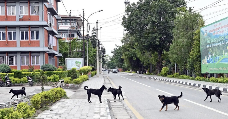 सिंहदरबारभित्र २५० वटा कुकुर रहेको अनुमान