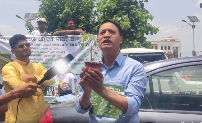 गाँजा खेती गर्न पाउनुपर्ने मागसहित माइतीघरमा प्रदर्शन