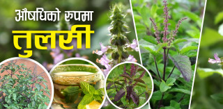 विहान-विहान खाली पेटमा तुलसीको पात खानुहोस्, देख्नु हुनेछ चमत्कारिक फाइदा