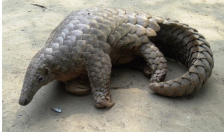 गोरखा फलाटे लोपोउन्मुख तामे सालक भेटियो