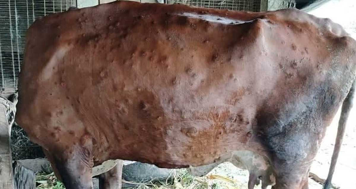 काभ्रेमा  ‘लम्पी स्किन’बाट ६ सय ८१ पशु मरे