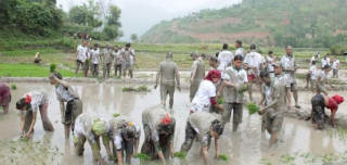 रामेछापमा अझै हुन सकेन धान रोपाइँ, खडेरीले बाली सुक्यो