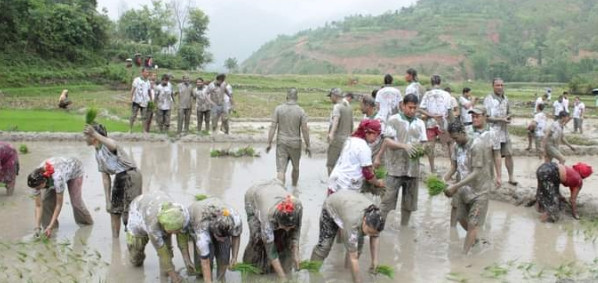 रामेछापमा अझै हुन सकेन धान रोपाइँ, खडेरीले बाली सुक्यो