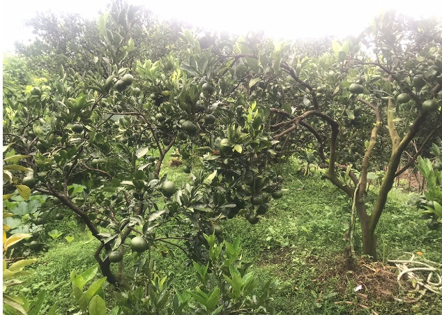 स्याङ्जामा भदौमै पाक्न थाल्यो सुन्तला