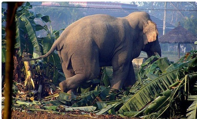 हात्तीले घर भत्काउँदा १ लाखभन्दा बढी क्षति