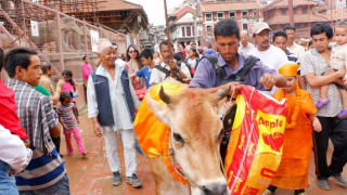 आजबाट गाईजात्रा सुरु  विभिन्न कार्यक्रम गरी देशभर मनाइँदै