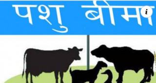 पशु बीमामा कृषकको आकर्षण