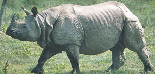 गैंडाको आक्रमणबाट १ महिलाको मृत्यु