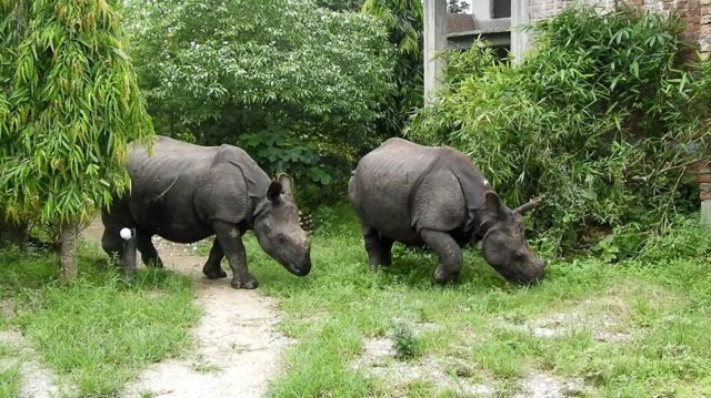 चितवनका २ गैंडा पुष्पा र अञ्जली कोशी टप्पुमा लगियो