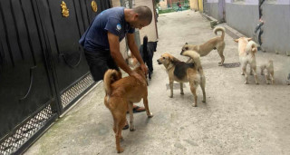 घरपालुवा कुकुरलाई सार्वजनिकस्थलमा दिशा-पिसाब गराए १ हजार जरिवाना