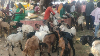 आर्थिक मन्दीको प्रभावः खरिद गर्ने मानिस नहुँदा सस्तोमा खसी-बोका बेच्न बाध्य
