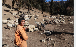 ५ पुस्तादेखि भेडापालन गर्दै आएका पुन भन्छन्, छोरा भतिजलाई यसैमा लाग भन्छु तर मान्दैनन्
