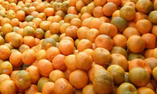 चितवनको इच्छाकामनामा सुन्तला महोत्सव हुने