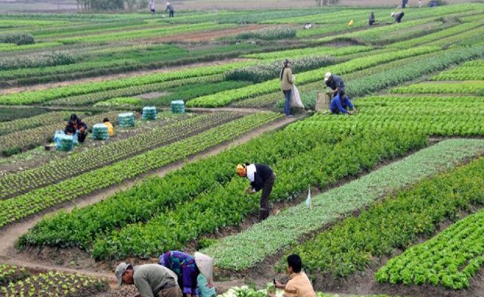 कर्णालीका ३० प्रतिशत परिवार मात्रै कृषिमा आत्मनिर्भर