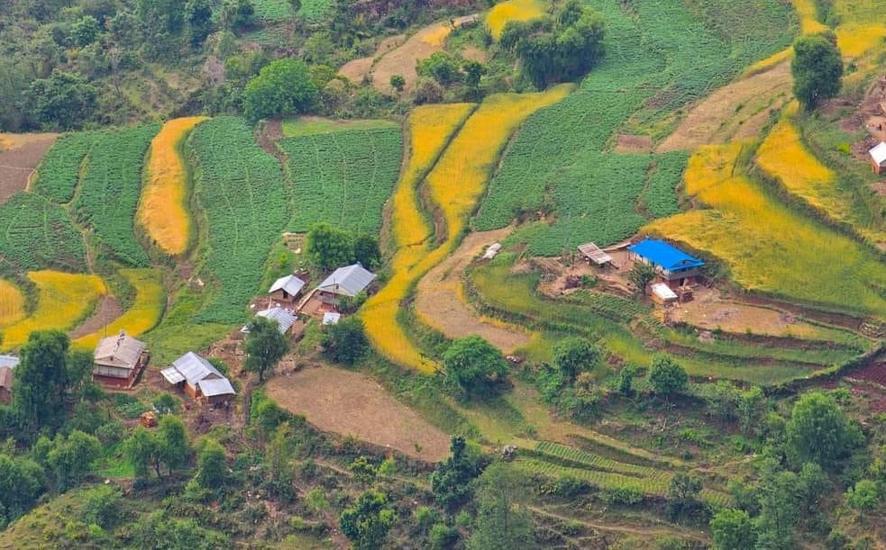 दैलेखको झ्याजेटोलबाट ७० लाख बराबरको तरकारी निकासी