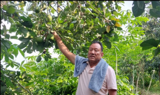 सुन्तलाखेती मास्दै एभोकाडो लगाउँदै इलामका किसान