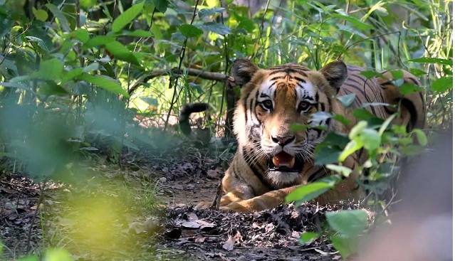 बाघको संख्यामा वृद्धि : सोमेश्वर जैविकमार्गमा १४ पाटेबाघ भेटिए