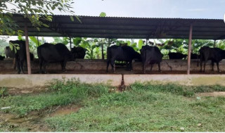 कैलालीमा चिसोबाट किसानलाई पशु जोगाउन समस्या