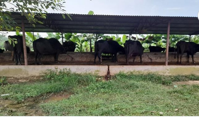 कैलालीमा चिसोबाट किसानलाई पशु जोगाउन समस्या
