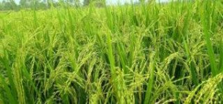 किसानलाई आधुनिक कृषि प्रविधिबारे सिकाउन चैते धानको नमुना खेती
