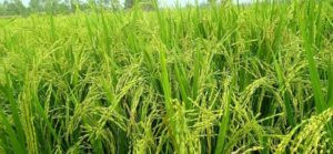 राष्ट्रिय धान दिवस ०८२  र आर्थिक प्रभाव