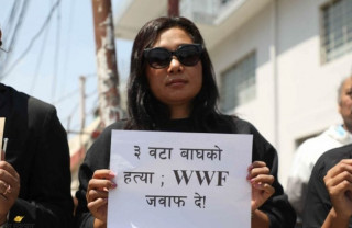 पर्सामा मरेका बाघबारे जवाफ माग्दै पशु अधिकारकर्मी