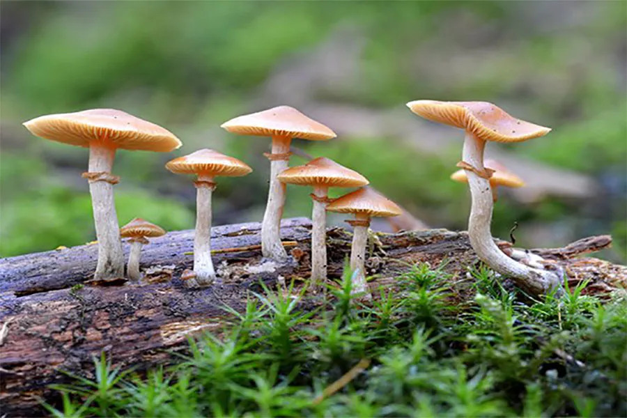 जङ्गली बिषालु च्याउ खादाँ एकै परिवारका ७ जना बिरामी