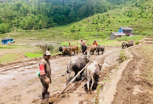 आकाशे पानीमा निर्भर बैतडीका किसानलाई रोपाइँको चटारो