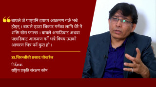 ‘भाले बाघले आफ्नो क्षेत्रमा पाँचवटासम्म पोथी भएको रुचाउँछ’