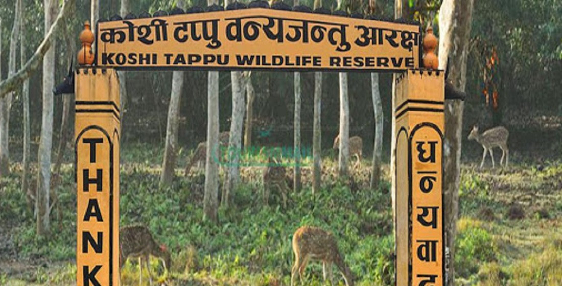 कोशी टप्पु वन्यजन्तु आरक्षबाट ४० लाख राजस्व संकलन