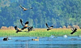 साइबेरियाका चरा कैलाली-कञ्चनपुरमा