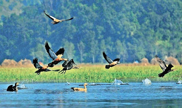 साइबेरियाका चरा कैलाली-कञ्चनपुरमा