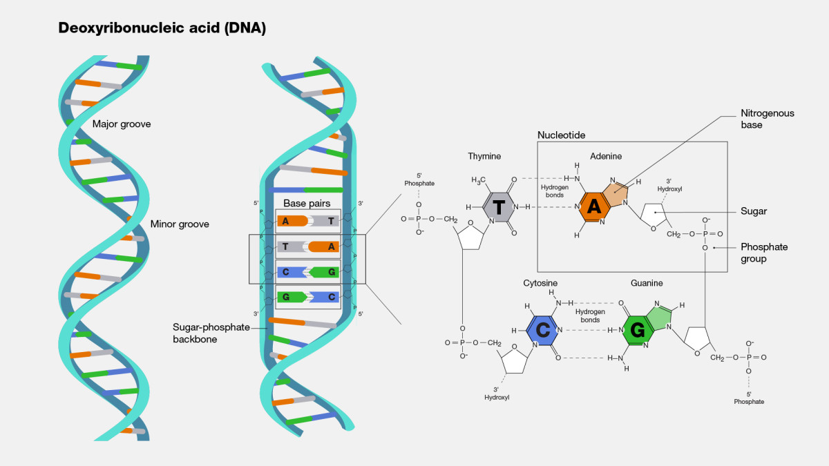 Understanding DNA: The Blueprint of Life