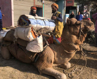 भारतवाट मुक्तिनाथ लैजाने क्रममा पोखरामा रोकियो ऊँट, पशु कल्याणका लागि ठोस कदमको आवश्यकता