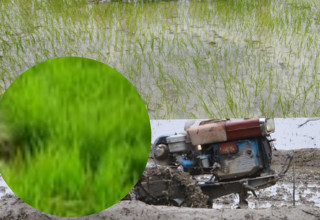 २२औँ राष्ट्रिय धान दिवसकाे तयारी तीव्र: महानिर्देशक सञ्जेलले दिए वैज्ञानिक कृषिमा जोड