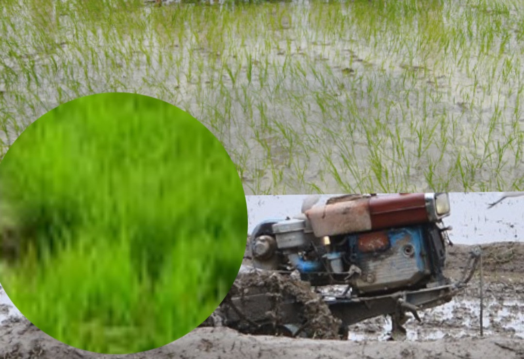 २२औँ राष्ट्रिय धान दिवसकाे तयारी तीव्र: महानिर्देशक सञ्जेलले दिए वैज्ञानिक कृषिमा जोड