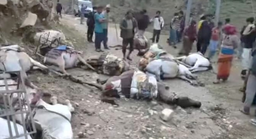 मुगुमा करेन्ट लागेर १० खच्चरको मृत्यु, किसानको लाखौंको क्षति