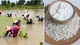 असार १५: धान दिवस र दही चिउराको सांस्कृतिक पर्व मनाइँदै