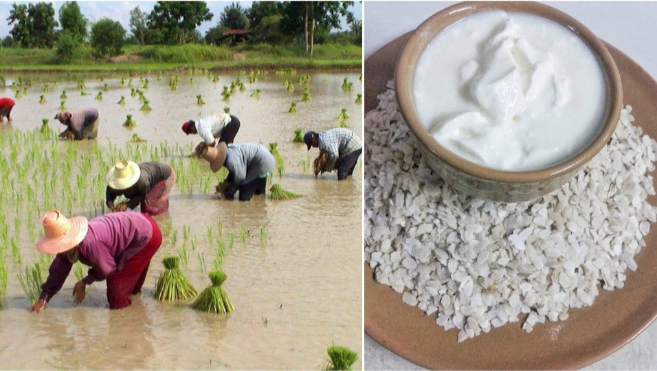 असार १५: धान दिवस र दही चिउराको सांस्कृतिक पर्व मनाइँदै